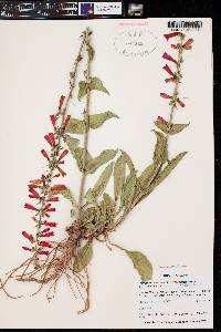 Penstemon eatonii subsp. eatonii image