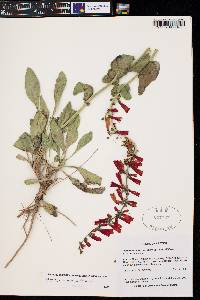 Penstemon eatonii image