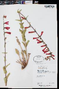 Penstemon eatonii image