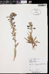 Penstemon fremontii image