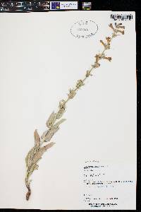 Penstemon lentus var. lentus image