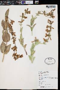 Penstemon lentus subsp. albiflorus image