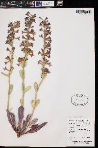 Penstemon pachyphyllus image