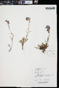 Penstemon parvus image