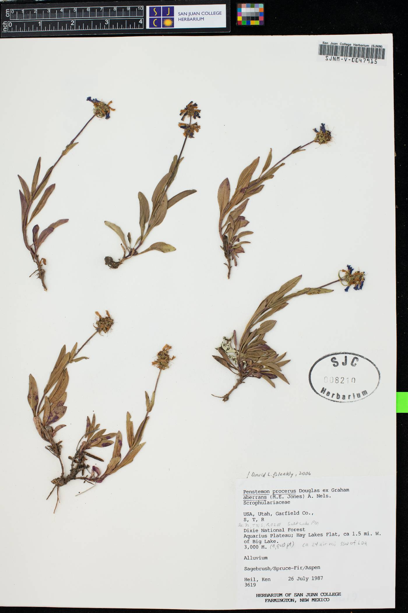 Penstemon procerus subsp. aberrans image