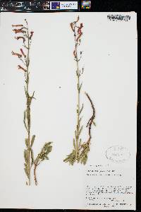 Penstemon rostriflorus image