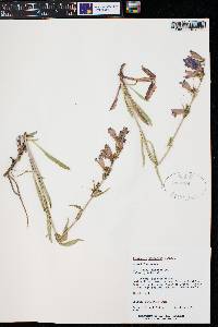 Penstemon saxosorum image