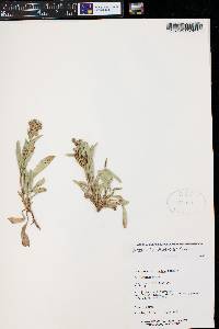 Penstemon ophianthus image