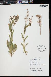 Penstemon rostriflorus image