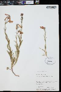 Penstemon rostriflorus image