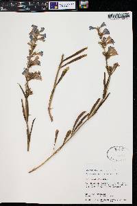 Penstemon scariosus image