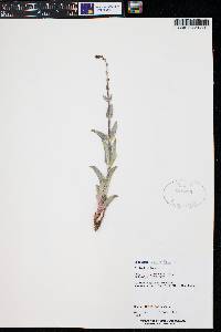 Penstemon secundiflorus image