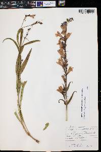 Penstemon strictus image