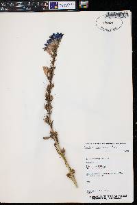 Scrophularia lanceolata image