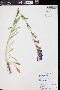 Penstemon strictus image