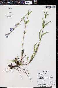 Penstemon strictus image