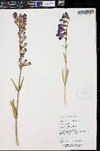 Penstemon strictus image