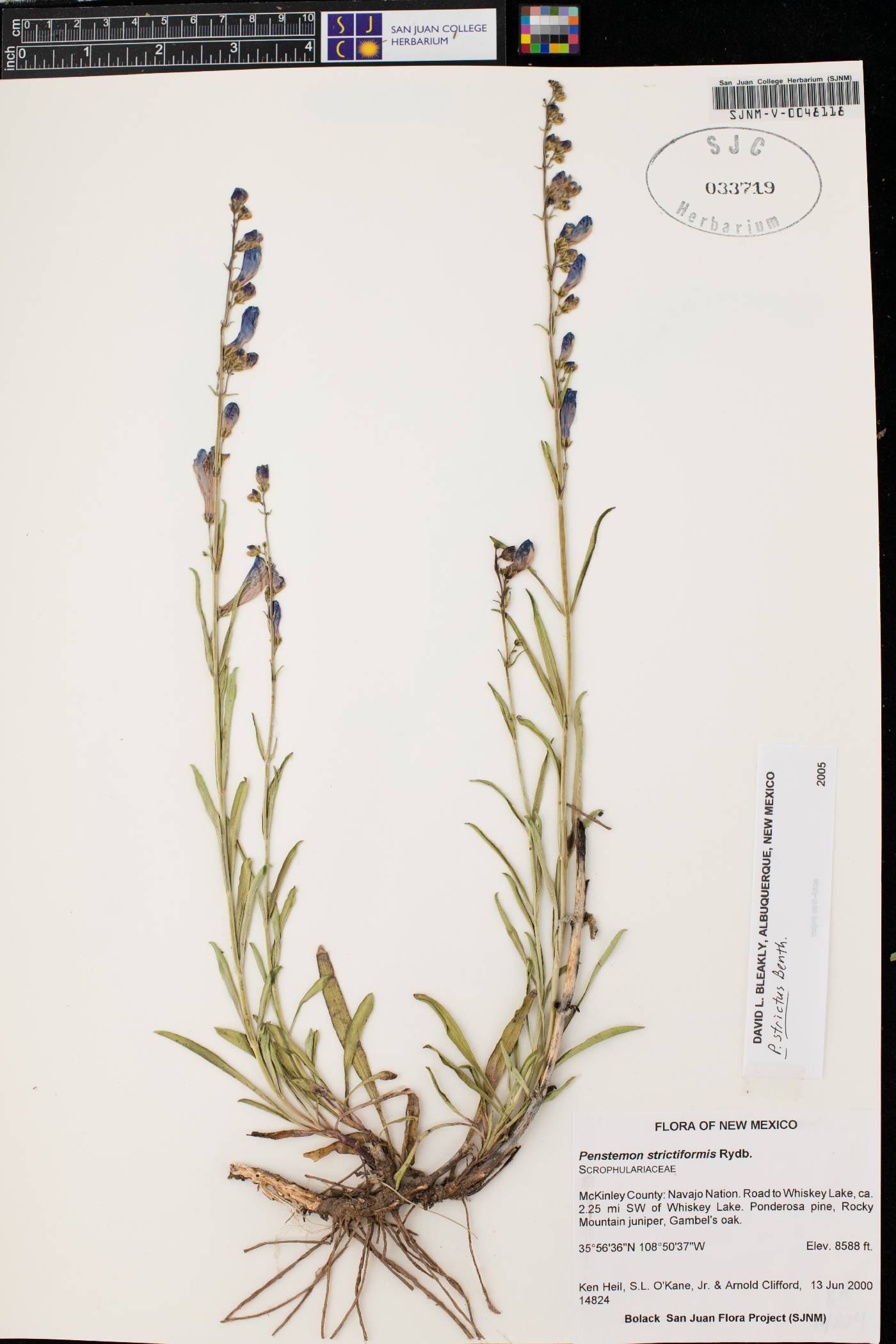 Penstemon strictiformis image