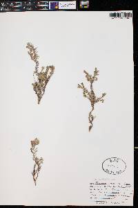 Penstemon teucrioides image