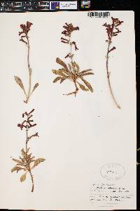 Penstemon utahensis image