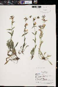 Penstemon virens image