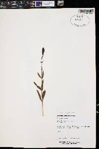 Penstemon whippleanus image