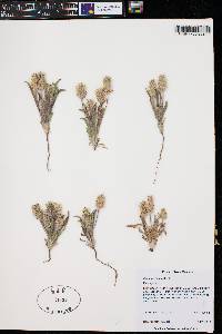 Plantago helleri image