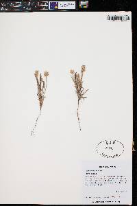 Plantago helleri image