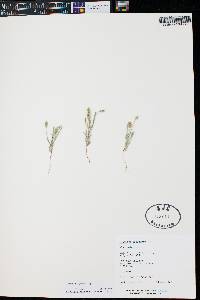 Plantago patagonica image