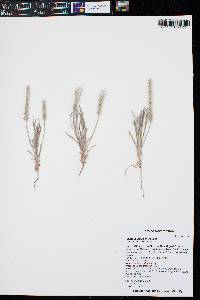 Plantago patagonica image