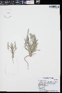 Plantago patagonica image