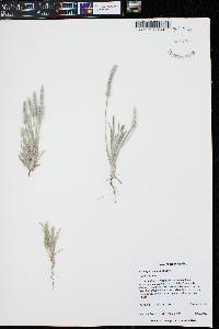 Plantago patagonica image