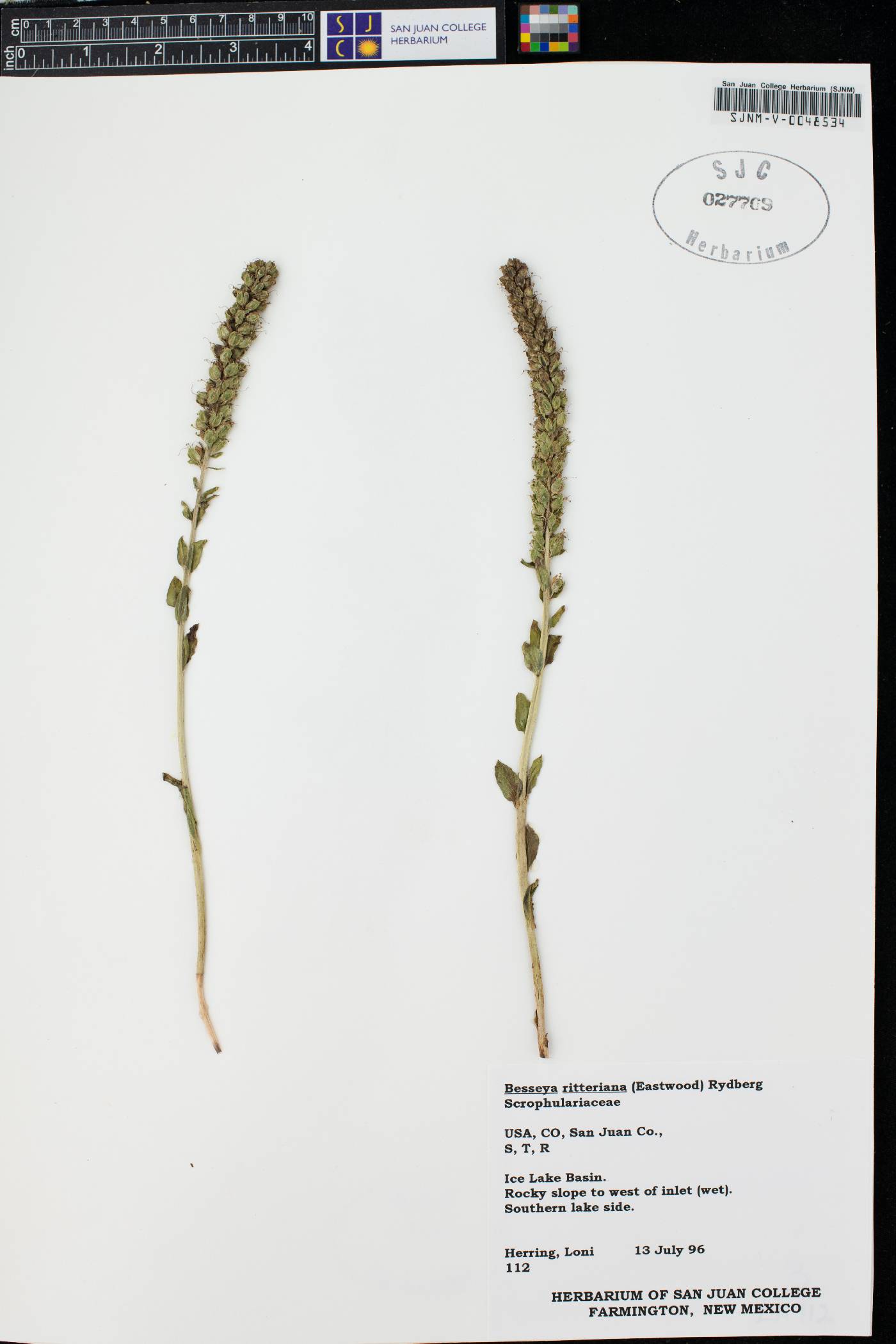 Besseya ritteriana image