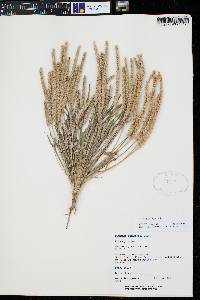 Plantago patagonica image