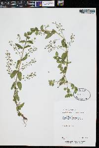 Veronica anagallis-aquatica image