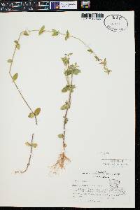 Tragiola pilosa image