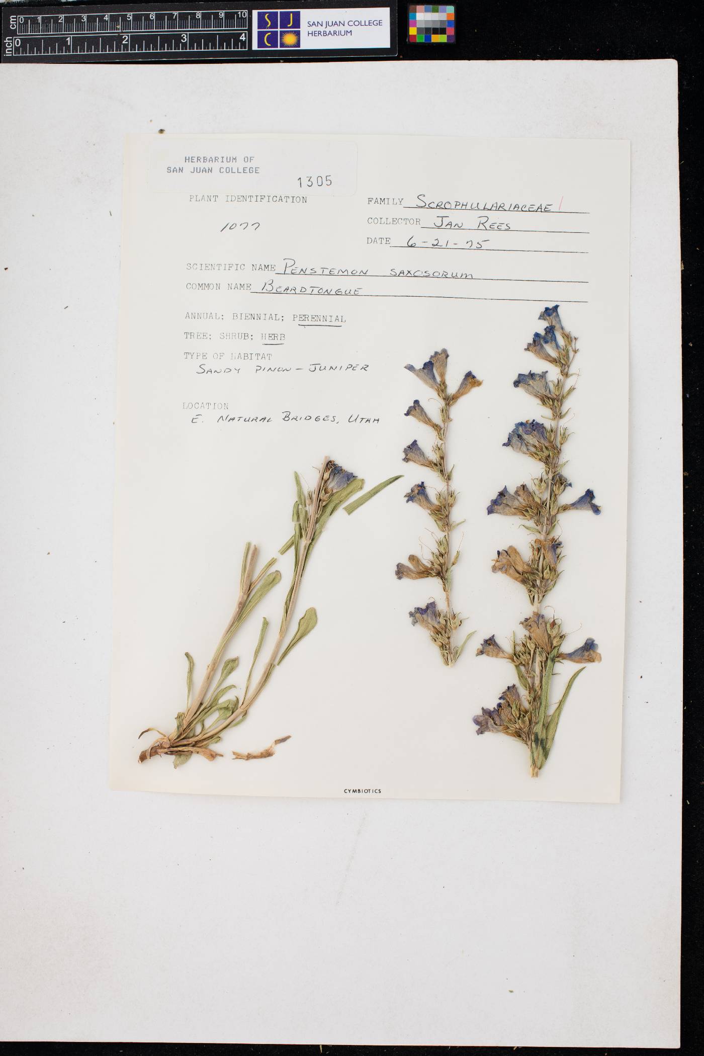 Penstemon saxosorum image