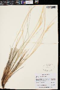 Pappostipa speciosa image