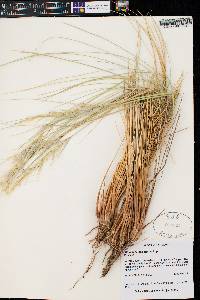 Pappostipa speciosa image