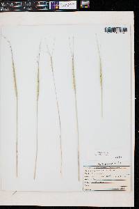 Aegilops cylindrica image