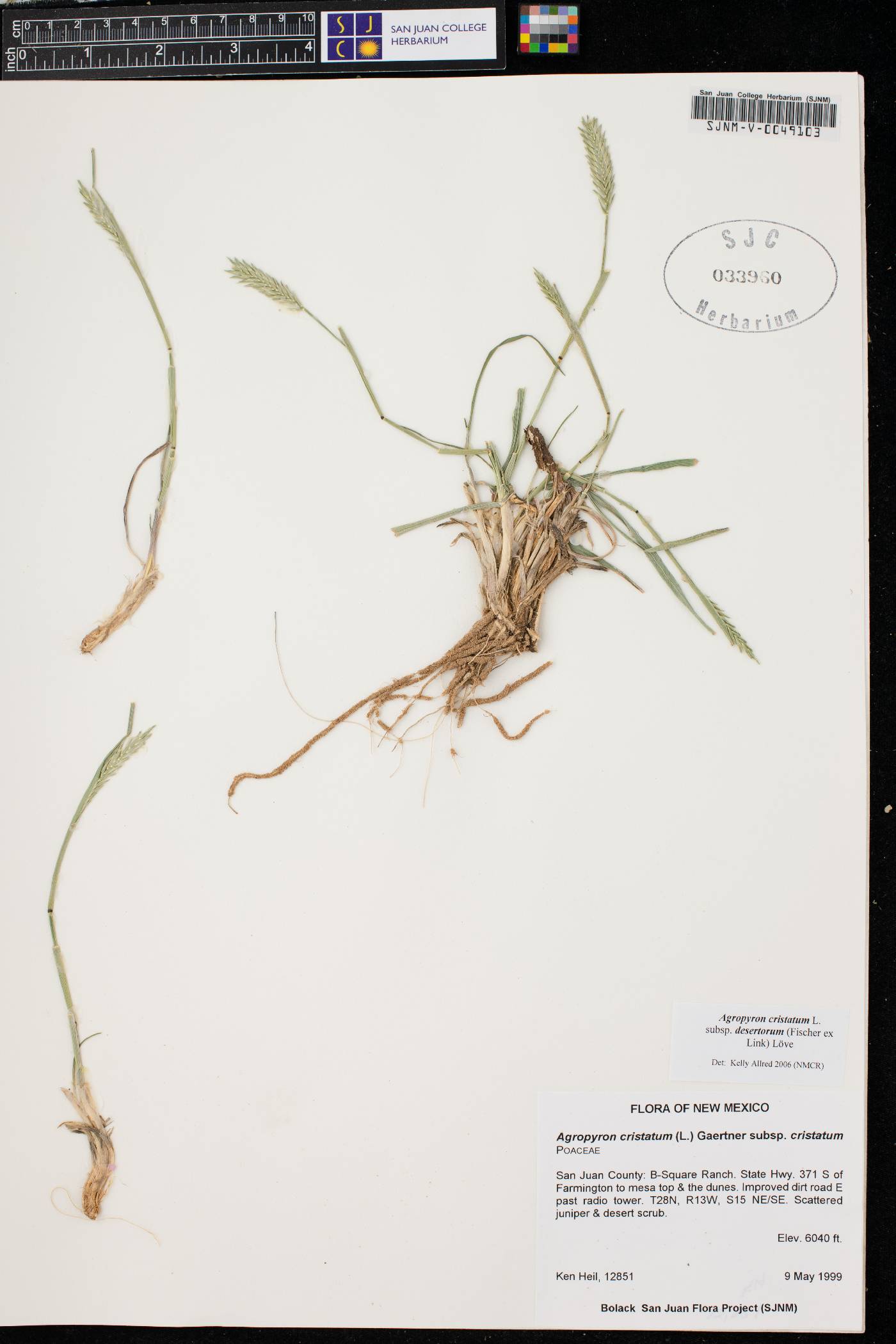 Agropyron cristatum subsp. cristatum image
