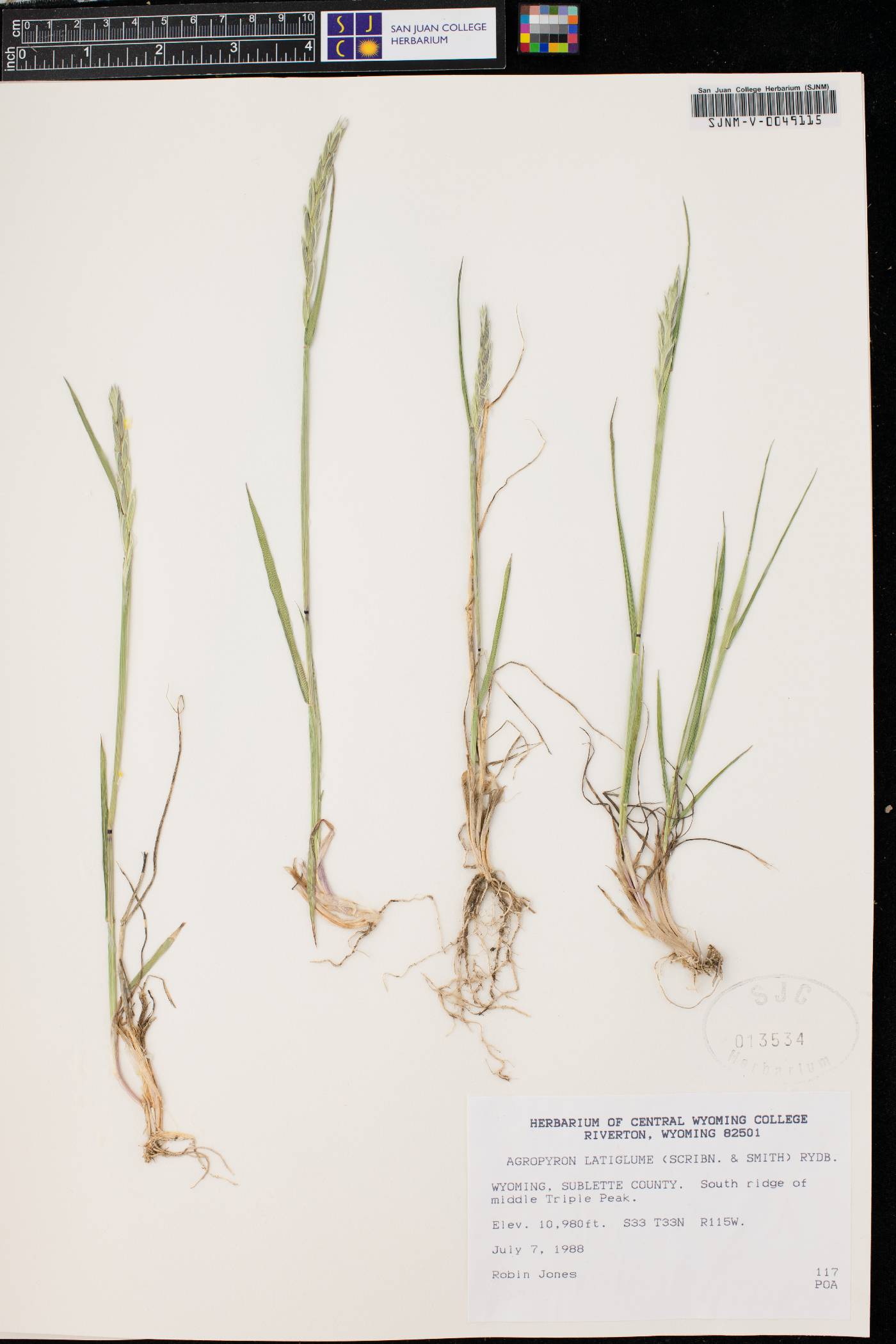 Elymus alaskanus subsp. latiglumis image