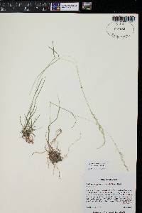 Muhlenbergia richardsonis image