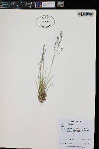 Agrostis humilis image