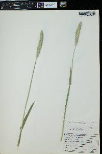 Alopecurus pratensis image