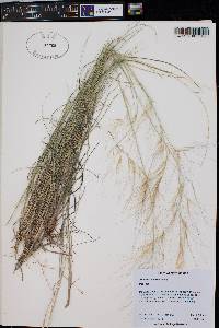 Aristida havardii image