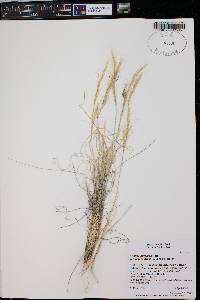 Aristida purpurea var. nealleyi image