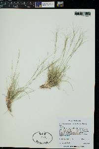 Aristida purpurea var. fendleriana image