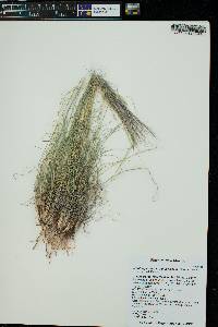 Aristida purpurea var. longiseta image