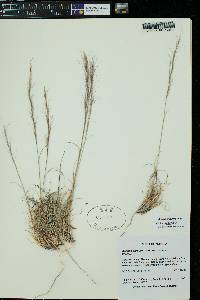 Aristida purpurea var. nealleyi image